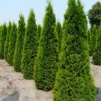 Tuja západná (Thuja occidentalis) ´SMARAGD´ – výška 170–180 cm, kopaná